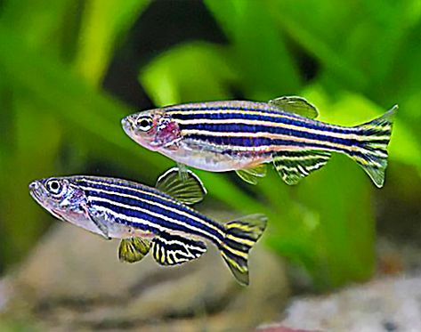 Longfin Zebra Danio (Danio rerio) #Longfin #Zebra #Danio #rerio #PlantedTank #Aquascape #FreshwaterFish #Fish #Aquascaping #Aquarium #FreshWaterTank  #FishTank Zebra Danio, Danio Fish, Betta Aquarium, Tropical Fish Aquarium, Turtle Tank, Freshwater Aquarium Fish, Cool Fish, All Fish, Fresh Water Tank