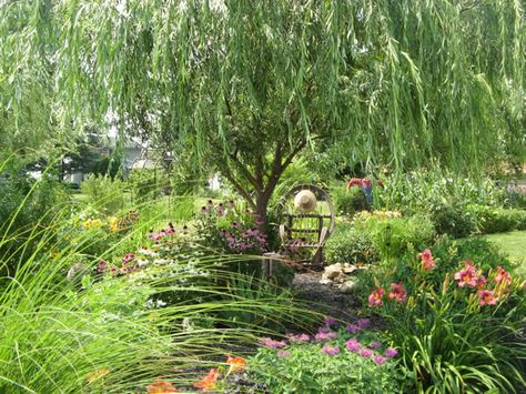 I love weeping willows, sadly, they don't grow in my area. Willow Tree Garden, Willow Trees Garden, Willow Garden, Weeping Willow Tree, Willow House, Tree Garden, Lazy River, Weeping Willow, Secret Gardens