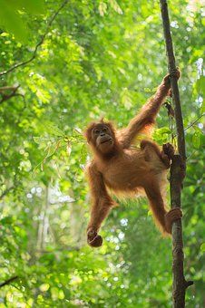 1,000+ Free Monkeys & Animal Images - Pixabay Monkey Climbing Tree, Different Types Of Monkeys, Types Of Monkeys, Pet Monkey, Interesting Animals, Animal Habitats, Monkey Business, In The Jungle, Palm Oil Free Products