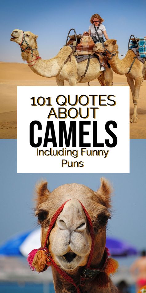 Camel Puns for Instagram Camel Quote, Carousel Musical, Petra Travel, Musical Quotes, Animal Captions, Funny Instagram Captions, Riding Quotes, Travel Captions, Jordan Travel