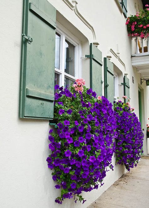 Flower box on windows with cascading purple flowers Perennial Window Box Plants, Cactus Window Box Ideas, Mediterranean Window Flower Boxes, Hanging Flowers On Porch, Shady Window Box Ideas, Plants House Exterior, Flowers That Hang Down, Trailing Flowers Hanging Baskets, Flowers Outside Window