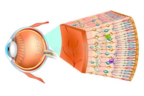 Optometry Education, Human Structure, Optical Coherence Tomography, Human Heart Anatomy, Eye Structure, 3d Anatomy, Eye Anatomy, Parts Of The Eye, Physics Teacher