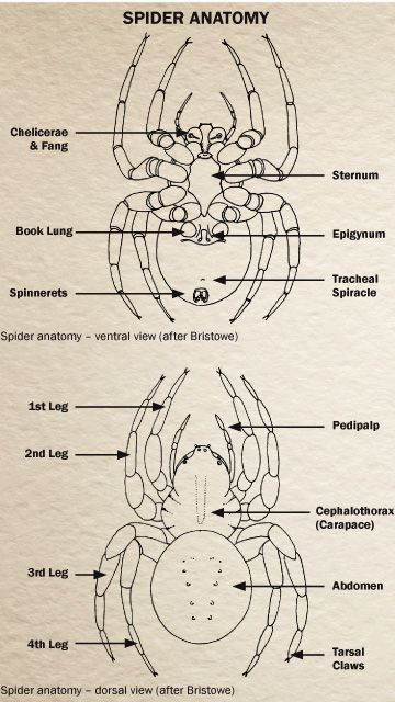 Image result for spider anatomy Spider Anatomy, Parts Of A Spider, Spider Identification, Entomology Illustration, Insect Anatomy, Pet Tarantula, Types Of Spiders, Vet Medicine, Cool Bugs