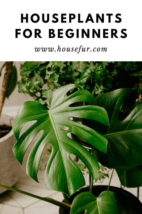 Easiest House Plants, Houseplants For Beginners, Easy Houseplants, Best Houseplants, Easy Care Houseplants, Easy House Plants, Household Plants, Gardening Trends, Plants To Grow