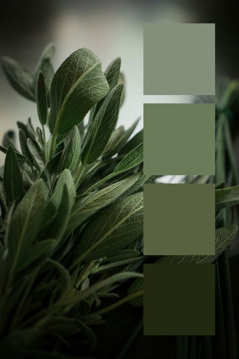 Sage Green Color Palette - Fresh Herbs:
An arrangement of fresh herbs, featuring sage green leaves with a soft, textured surface and muted tones. Green Tones Palette, Color Scheme Sage Green, Sage Green Color Palette, Sage Green Leaves, Green Color Palette, Aesthetic Color, Sage Green Color, Green Colour Palette, Muted Tones