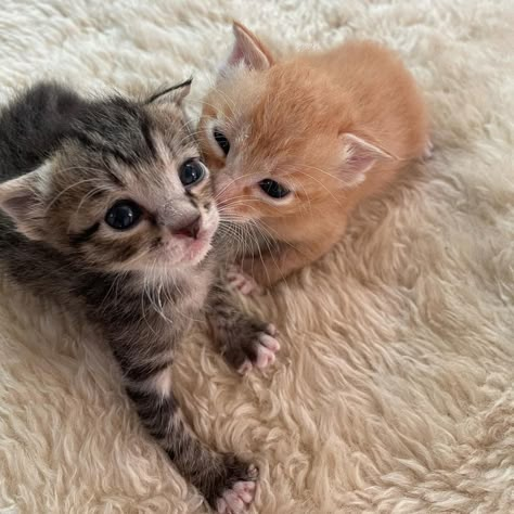 Kittens, White