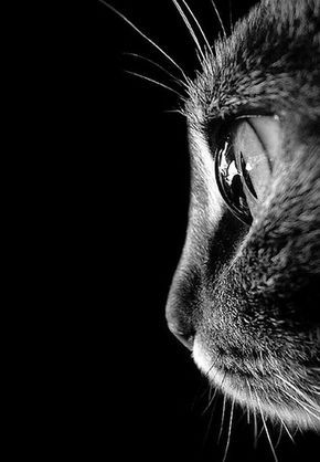 17 Black And White Cat Photos That Took Our Breath Away Black And White Cat, 17 Black, Cat Photos, White Photo, White Cat, A Black, Black And White, White, Black