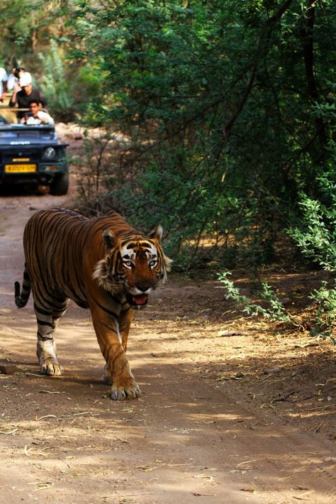 Ranthambore National Park is a unique combination of animals, which is located in the eastern Rajasthan. Ranthambore is one of the best national parks in India and Ranthambore Jeep Safari is the main key of the attraction. Ranthambore Jeep Safari is one of the best options to see wild animal’s. Jeep Safari is the most important mode of a wildlife safari tour in Ranthambore National Park. Jeep safari is also a tourist attraction in Ranthambore National Park. Jungle Retreat, Project Tiger, Ranthambore National Park, Jungle Resort, Pool Activities, Online Travel Agency, Wildlife Safari, Safari Tour, New Classroom