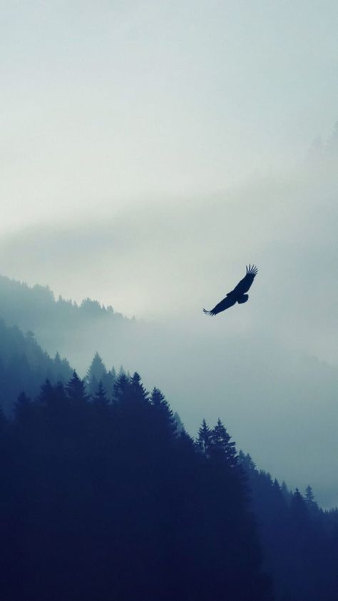 Eagle Wallpaper, Bird Flying, Iphone Wallpaper Landscape, Hd Nature Wallpapers, Iphone 6 Wallpaper, Mountain Wallpaper, Bird Silhouette, Ios Wallpapers, Nature Themed