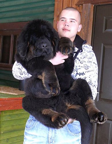 2.5 months old! (Tibetan Mastiff) he looks like a bear and is probably going to be close to the size of one :) LOVE. Tibetan Mastiff Puppy, Chow Recipe, Mastiff Puppy, Puppy Boy, Tibetan Mastiff, Puppy Chow, Funny Dog Pictures, 5 Months, Chow Chow