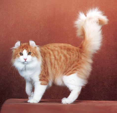 CFA Distinguished Merit Male - Luke Laperm, Egyptian Cats, American Curl, Cat Species, Rare Cats, Cat Reference, Luxury Cat, Most Beautiful Cat Breeds, Cat Pose