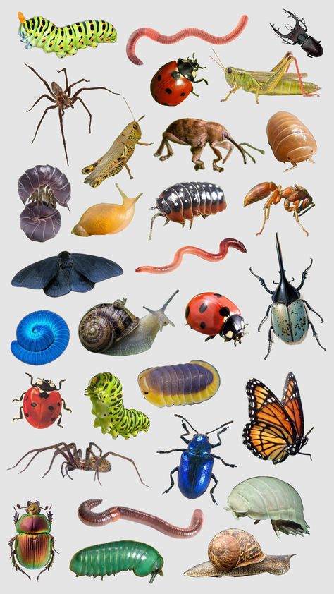 #bugcore #bugs #insects Ladybug Types, Bug Chart, Invertebrates Animals, Bug Doodles, Bug Poster, Spring Bugs, Colorful Bugs, Insect Identification, Bug Images