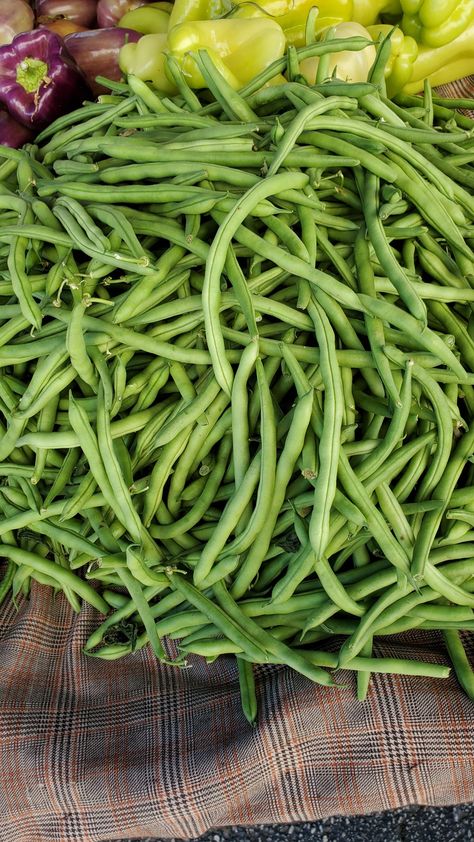 Blue Lake Beans Information and Facts Gooseberry Recipes, Green Bean Recipe, Choy Sum, Beans Recipes, Apricot Recipes, Bean Recipe, Bell Pepper Recipes, Bush Beans, Artichoke Recipes