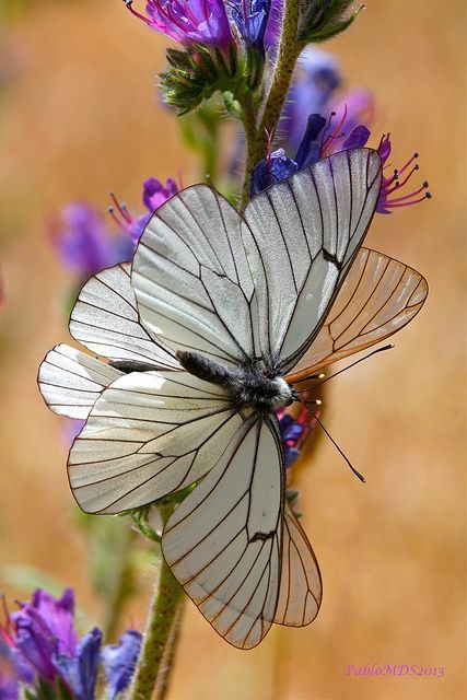 Aporia crataegi, Black-veined white Butterfly (there are two of them in this photo) Soyut Sanat Tabloları, Beautiful Bugs, Butterfly Pictures, Butterfly Kisses, Bugs And Insects, White Butterfly, Butterfly Garden, Giza, Butterfly Flowers