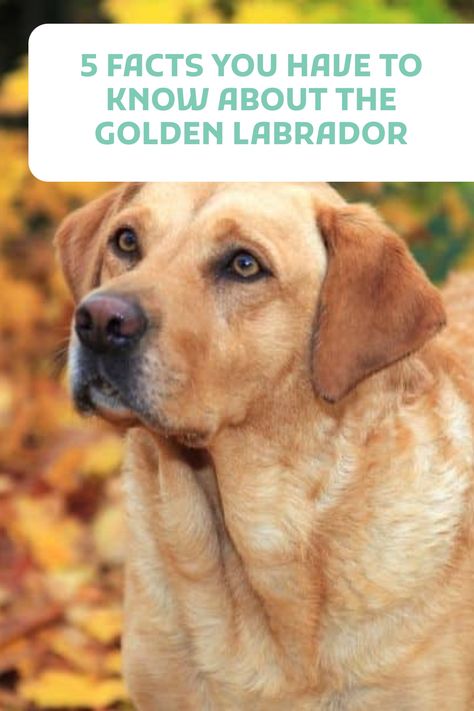 Yellow Labs Dogs, Dog Pens Outside, Goldador Dog, Golden Labrador Puppies, Labrador Puppies For Sale, Golden Lab, Dog Pens, Pinterest Pictures, Yellow Labs