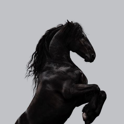 Black Animals Aesthetic, Black Shire Horse Aesthetic, Black Stallion Aesthetic, Black Horses Aesthetic, Dark Horse Aesthetic, Black Horse Aesthetic, Black Stallion Horse, Knight Horse, Horse Black