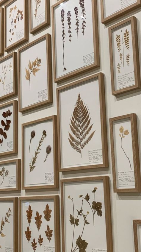 Herbarium Wall Decor, Pressed Botanical Wall Art, Diy Botanical Decor, Dry Flower Wall Art, Naturalist Decor, Pressed Botanical Art, Dried Flower Art, Pressed Flowers Diy, Wallpaper Wall Art