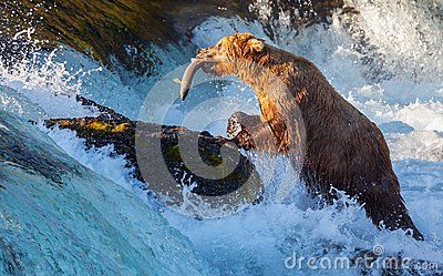 Brown bear on Alaska,Katmai National Park Bear Catching Salmon, Alaskan Bear, American Badger, Giant Sloth, Ice Age Animals, Image Of Fish, Bear Fishing, Alaska Salmon, Alaska Photos