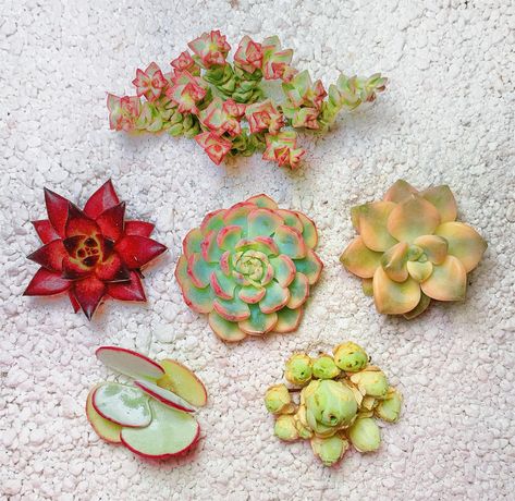 PRICES MAY VARY. Succulent Plants Introduction - This set of succulents plants live bulk has 6 different varieties respectively are Greenovia,Kalanchoe gastonis-bonnieri,Crassula Pastel,Echeveria agavoides v Romeo Rubin,Echeveria minima Variegated,Graptoveria paraguayense bernalense variegata .Each variety is a very rare succulent plants live with high ornamental value. Charming Decor - Mini succulent plants are extremely suitable as decorations in the home. You can use them to decorate your des Indoor Wedding Decor, Succulents For Sale, Live Indoor Plants, Shower Party Favors, Indian Corn, Succulents Plants, Plants Indoor, Mini Succulents, Baby Shower Party Favors