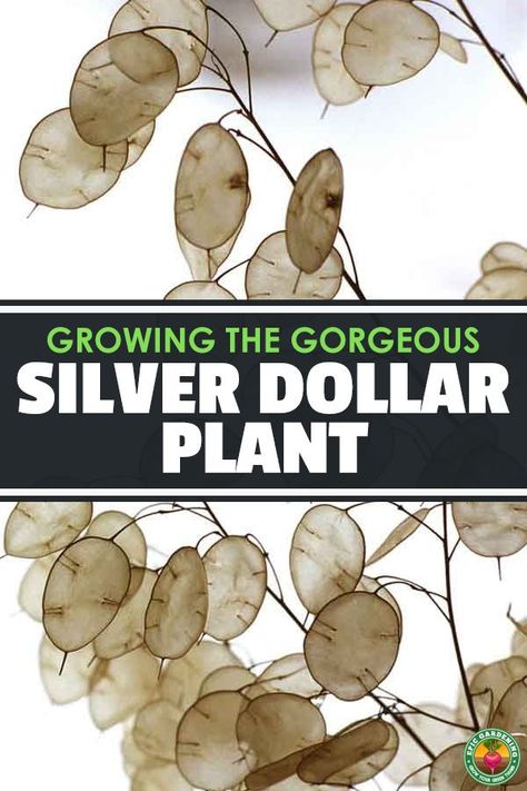 Learn how to grow the silver dollar plant, or lunaria annua, in your garden. The silvery seed pods will add a new level of beauty to your yard. via @epicgardening Fall Vegetables To Plant, Silver Dollar Plant, Epic Gardening, Dollar Plant, Silver Plant, Gardening Landscaping, Silver Dollar Eucalyptus, Plant Growing, Moon Garden