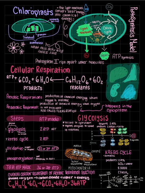 Respiration And Circulation Notes, Cellular Respiration Poster, Cellular Respiration Diagram, Cellular Respiration Notes, Biology Concepts, Biology Posters, Environmental Science Activities, Environmental Biology, Heart Circulation