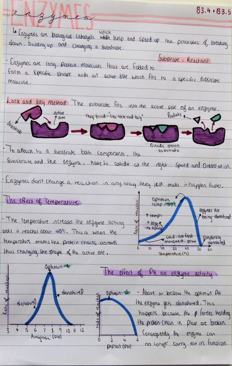 Enzymes Biology Notes Gcse, Biology Unit 1 Notes, Enzymes Biology Notes Aesthetic, Enzymology Notes, Biochemistry Notes Study Guides, Enzymes Biology Notes, Enzymes Biology, Cell Biology Notes, Gcse Biology