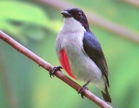 Red-keeled Flowerpecker (Dicaeum australe) | k3s ( Kris ) | Flickr Cebu Flowerpecker, Three Birds, Bird Watchers, Rare Animals, Endangered Animals, Exotic Birds, Bird Photo, Colorful Birds, Cebu