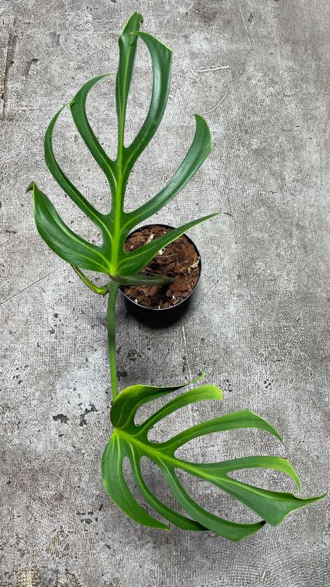 Monstera Aurea, Burle Max Plant, Monstera Burle Marx Flame, Monstera In The Wild, Albo Monstera Plant, Overgrown Monstera Plant, Tropical Flower Plants, Lucky Plant, Rare Plants