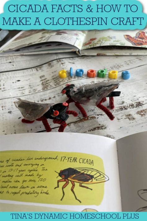 4 Cicada Insect Fun Facts For Kids | How to Make A Cicada Clothespin Craft. We’re learning 4 cicada insect fun facts for kids and creating a cicada clothespin craft. Also, look at my Free Kids Insect Unit Study for more ideas. Have you somehow escaped the “attack” of the cicadas or haven't seen that this year (2024) is a multiple brood emergence for cicadas? It is an event that hasn't happened in over 200 years. There are over 3,000 species of Cicadas worldwide. Cicada Crafts For Kids, Cicada Craft, Insect Unit Study, Insect Unit, Butterflies Activities, Fun Facts For Kids, Toddler Homeschool, Homeschool Crafts, Homeschool Encouragement