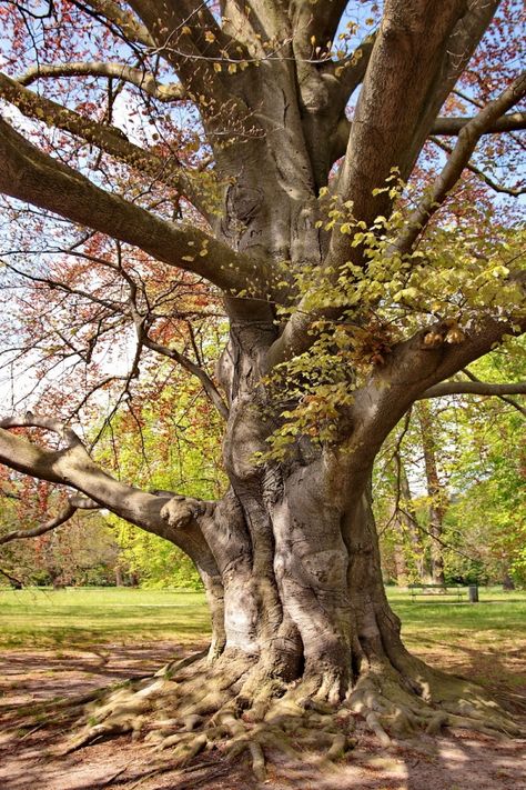 European Beech Tree, Beech Tree, Yellow Tree, Photo Tree, Tree Farms, Eastern Europe, Photo Reference, Front Room, Pictures To Draw