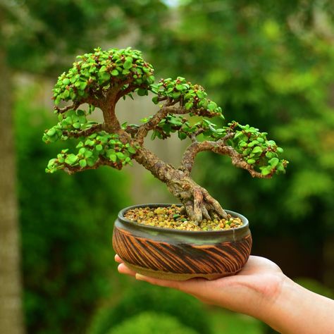 Estilo Inclinado Jade Plant Bonsai, Tree In A Pot, Bonsai Mame, Bonsai Trees For Sale, Japanese Bonsai Tree, Jade Bonsai, Bonsai Forest, Bonsai Tree Types, Bonsai Tree Care