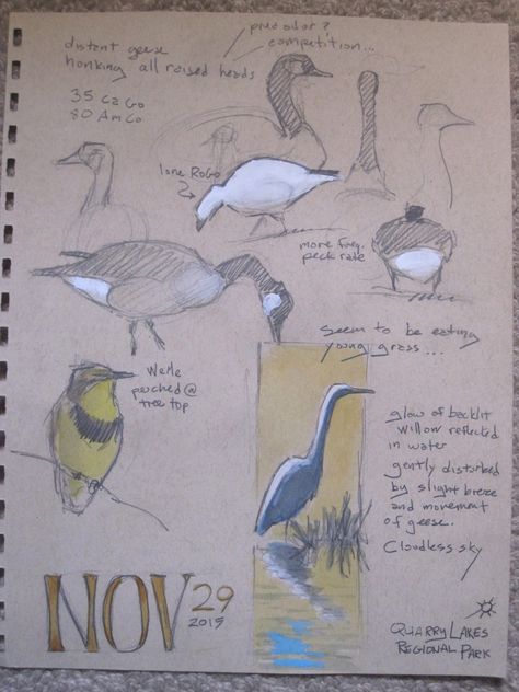 John Muir Laws (The Nature Journal Club on Facebook) Bird Journal Ideas, Birdwatching Journal, John Muir Laws Nature Journaling, Birds Robin, John Muir Laws, Nature Diary, John Yardley Watercolour, Nature Journals, Visual Journaling