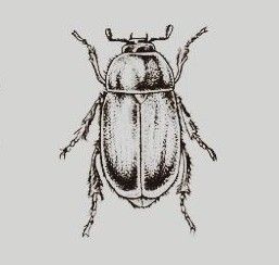 Bug Tattoo Men, Beetle Drawing Tattoo, Beatle Bug Tattoo Design, Bug Drawing Aesthetic, June Bug Drawing, Christmas Beetle Tattoo, Beetle Stick And Poke, Simple Beetle Tattoo, June Beetle Tattoo