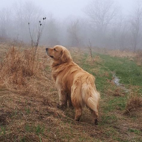 Labrador Retriever Puppies, Golden Retriever Puppy, Retriever Puppy, Dogs Golden Retriever, Golden Retrievers, Retriever Dog, Hunting Dogs, Sweet Animals, Baby Dogs