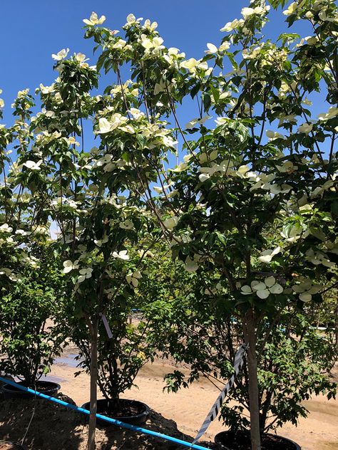 Venus Dogwood, Pacific Dogwood, Huge Flowers, Fall Color, Fall Foliage, Deep Green, The Pacific, Fall Colors, Trees