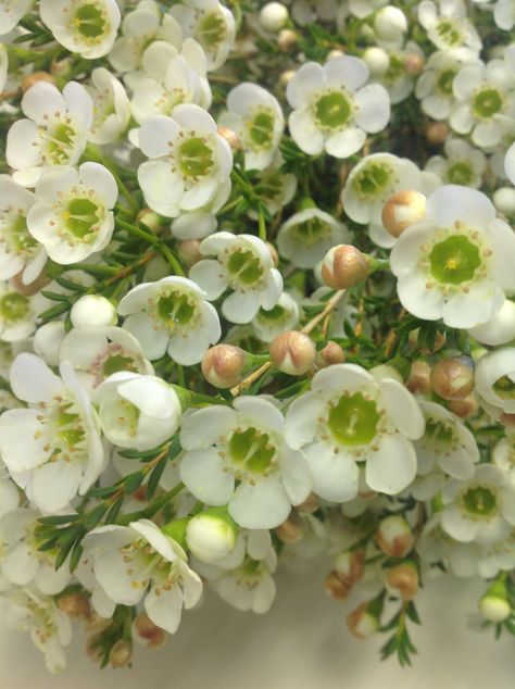 Matilda Waxflower #CAGrown #AmericanGrown #OriginMatters #waxflower Wax Flower White, White Waxflower, Flower Identification, Wax Flower, Wax Flowers, Wedding Florals, Pinterest Board, Floral Designs, Floral Wedding