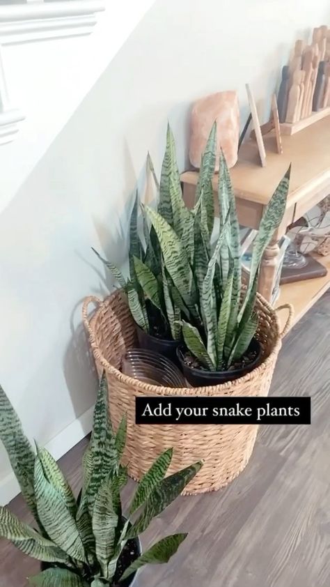 indoorplants_decor on Instagram: Easy DIY to create one large plant! It’s super simple to make any plant look like one large plant. Showing you how with snake plants today!… Floor Plants Decor Living Rooms, Snake Plant Decor, Plant Decor Living Room, Houseplants Decor, Plants In Baskets, Basket Planters, Floor Plants, Natural Life, Snake Plant