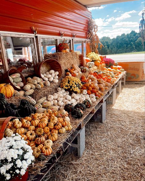 Fall season Autumn Farmers Market, Fall Farmers Market, Farm Market Ideas, Fall Displays, Mood 2024, Pumpkin Patch Farm, Apple Pastry, Support Local Farmers, Fruit Stand