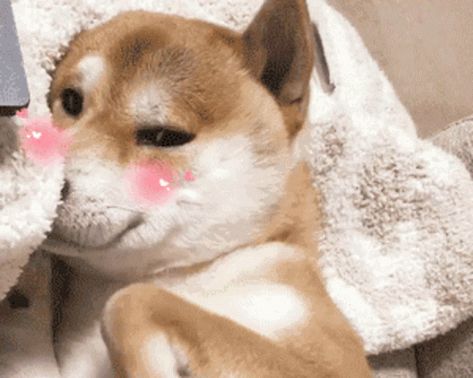 Shy Smile GIF - Shy Smile Blushing - Discover & Share GIFs Cute Puppy Gif, Shy Smile, Smile Gif, Puppy Cute, Cute Puppy, Animated Gif, Cute Animals, Gif