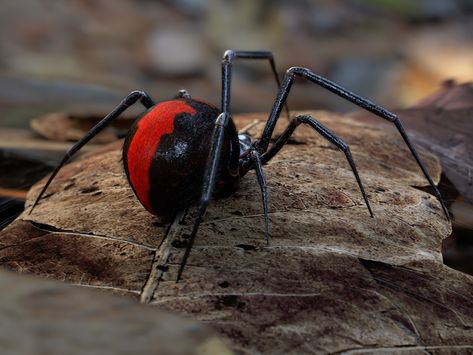 Australian Huntsman Spider, Australian Spider, Spiders In Australia, Redback Spider, Red And Black Spider, Funnel Web Spider, Poisonous Spiders, Huntsman Spider, Nathan Jones