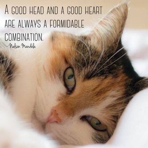 Calico Cat Quotes, Pretty Calico Cat, Inspirational Friend Quotes, Cat Love Quotes, Muted Calico Cat, Calico And Tortoiseshell Cats, Internet Cats, The Calico Cat Fabrics, Life Quotes Pictures