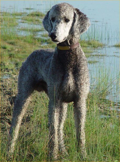 Standard Poodle Cuts, Standard Poodle Haircuts, Poodle Haircut Styles, Poodle Hair, Poodle Haircut, Poodle Cuts, Poodle Grooming, Tea Cup Poodle, Standard Poodles