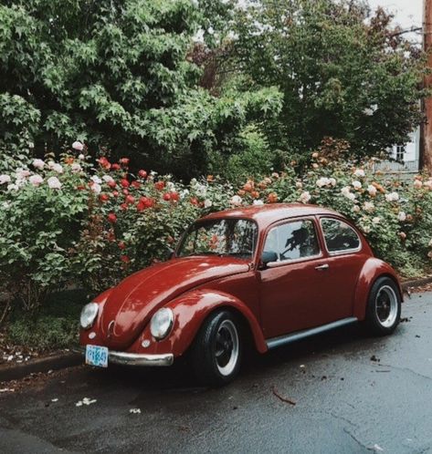 1960s beetle and rose bushes 70s Beetle Car, Old Beetle Car Aesthetic, 1966 Volkswagen Beetle, 70s Vw Beetle, 1960s Volkswagen Beetle, 1960 Volkswagen Beetle, Voltzwagon Bug Aesthetic, Volkswagen Beetle 1970s, Vintage Bug Car