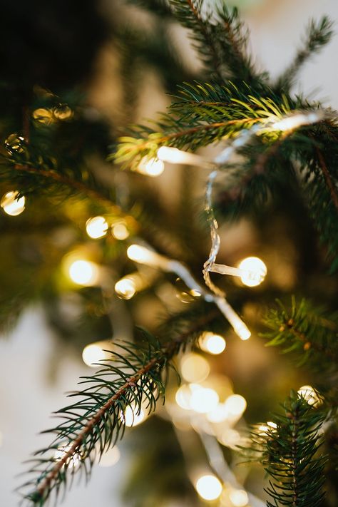 Fairy Lights On Christmas Tree, Fairy Lights Christmas Tree, Christmas Lights Photography, Tree With Fairy Lights, Christmas Lights Aesthetic, Christmas Light Photography, Fairy Lights Christmas, Christmas Content, Christmas Tree Photography