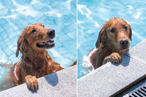 Jumping Into Pool, Ask For Forgiveness, Video Caption, The University Of Arizona, Pool Safety, Asking For Forgiveness, Life Vest, Best Credit Cards, University Of Arizona