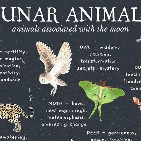 Alice Kendall on Instagram: "LUNAR ANIMALS 🌙

Animals associated with the moon 🌝

Here are some animals of the moon and their magical meanings. Do you have a favourite here? Is there an animal that you feel is very connected to the moon? Perhaps the wolf 🐺 ✨ who howls at the moon or a moon gazing hare? 🐇 🌙

Content and graphic design @starlightandsage_ 

Follow @starlightandsage_ for more witchy and magical content...

#animals #spirits #animalguides #animalenergy #animalmeanings #animalenergyhealing #lunaranimals #dolphinspirit #wolfspirit #lunarmagic #moonmagic #deerspirit #harespirit #owlspirit" Animals In Witchcraft, Wolf Moon Ritual, Cat Moon Phases, Month Animals, Moon Gazing Hare, Owl Wisdom, Lunar Magic, Moon Rabbit, Moon Gazing