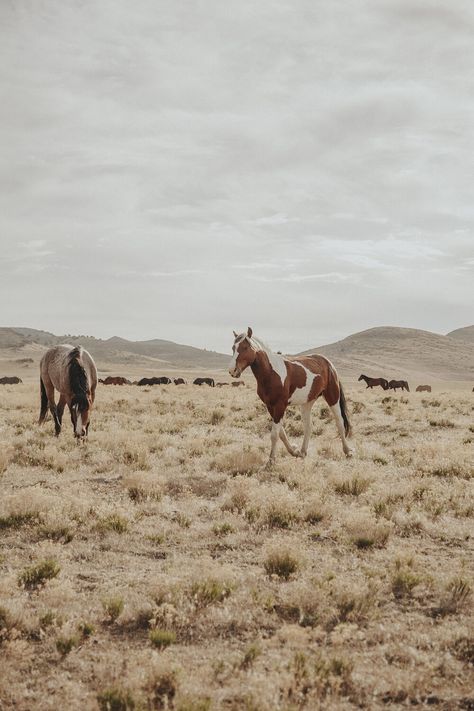 https://www.gentrilee.com/www.gentrileeblog.com/the-wild-horses-of-utah-pt-2 Western Hair, Middle Of Nowhere, Wildest Dreams, Fast Forward, Vintage Photo, Wild Horses, My Dad, The Wild, A Year