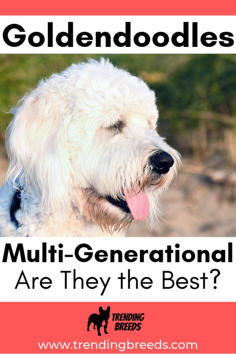 Not all Goldendoodles are created equally and not all are Multi-Generational (multigen). Are they better? What's with all the F1, F1b, F2, F2bb, F3, F3b talk? Multigen Goldendoodle, Huge Teddy Bears, Goldendoodle Puppy, Dog Health, Goldendoodle, Best Dogs, Fur Babies, Favorite Places, Puppies