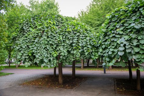 The camperdown elm (ulmus glabra 'camperdownii') is a unique weeping tree with a thick canopy of leaves that is ideal for landscaping and small yards. Weeping Trees, Elm Tree, Small Yards, Tree Species, Courtyard Gardens, Tree Canopy, Bee's Knees, Different Species, Small Yard