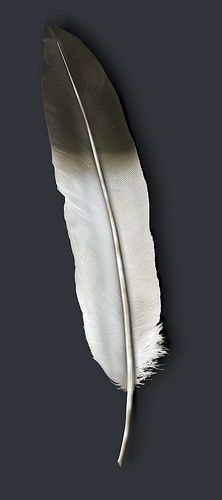 Eagle feathers, bring good luck and have personal significance to us Eagle Feather, Bring Good Luck, Eagle Feathers, Work In Progress, Good Luck, Feathers, White, Black